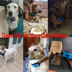 Ultrasonic Anti-Bark Dog Training Collar Value Destination